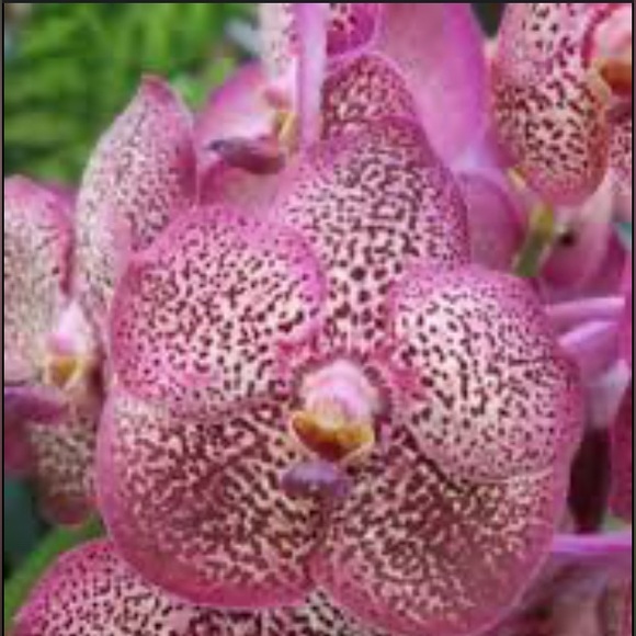 💥Like this listing! @EXOTIC_ORCHID LIVE! Save $$🤑 Women’s Plus size 1X-6X - Picture 9 of 13